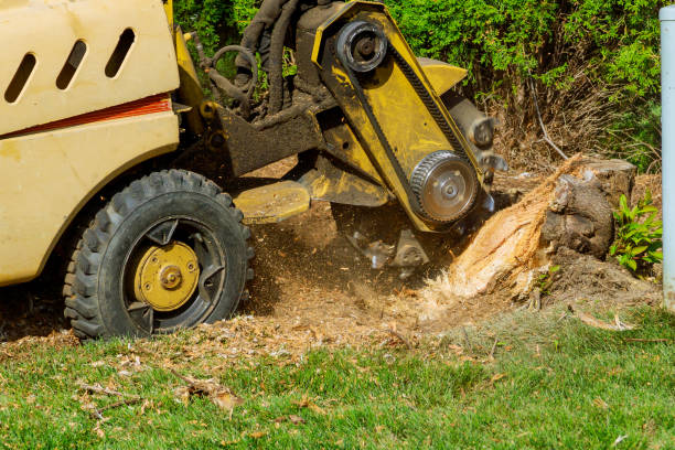 Best Stump Grinding and Removal  in Jersey Village, TX