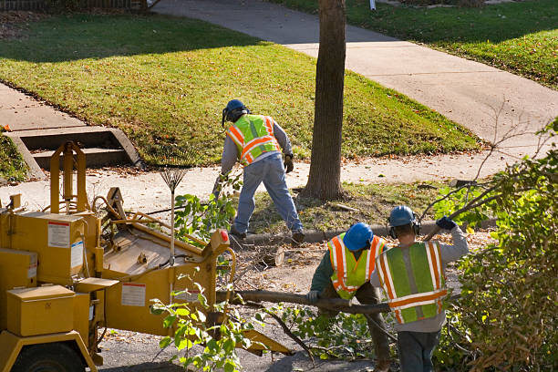 Best Commercial Tree Services  in Jersey Village, TX