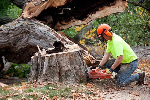 Best Lot and Land Clearing  in Jersey Village, TX