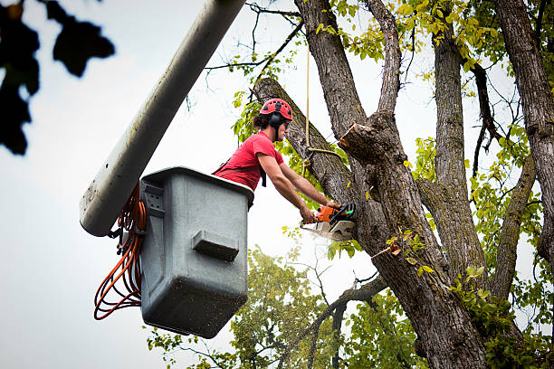 Best Stump Grinding and Removal  in Jersey Village, TX