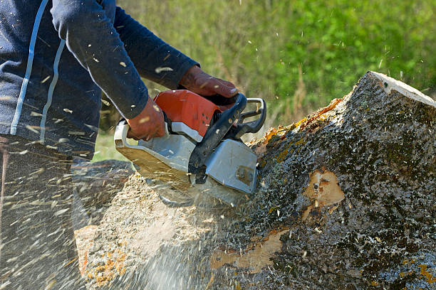 Best Fruit Tree Pruning  in Jersey Village, TX