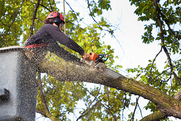 Best Arborist Consultation Services  in Jersey Village, TX