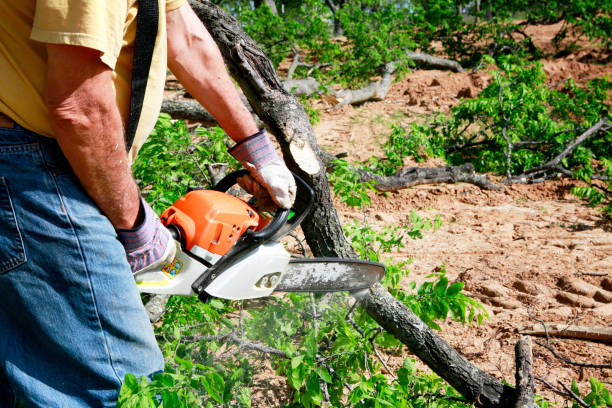 Best Tree Trimming and Pruning  in Jersey Village, TX